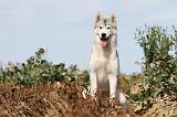 SIBERIAN HUSKY 309